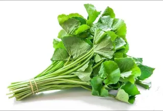 Pennywort Leaves
