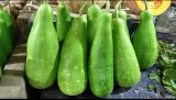 Bottle Gourd 1pcs 2