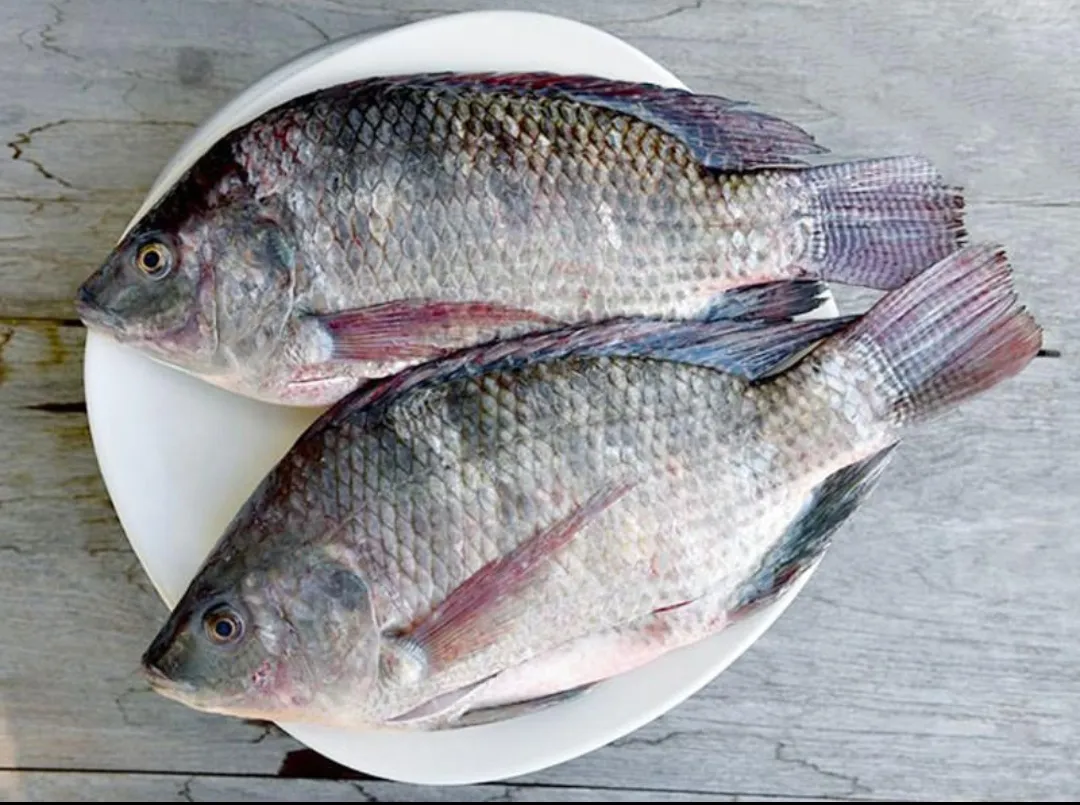 Tilapia Fish 1kg