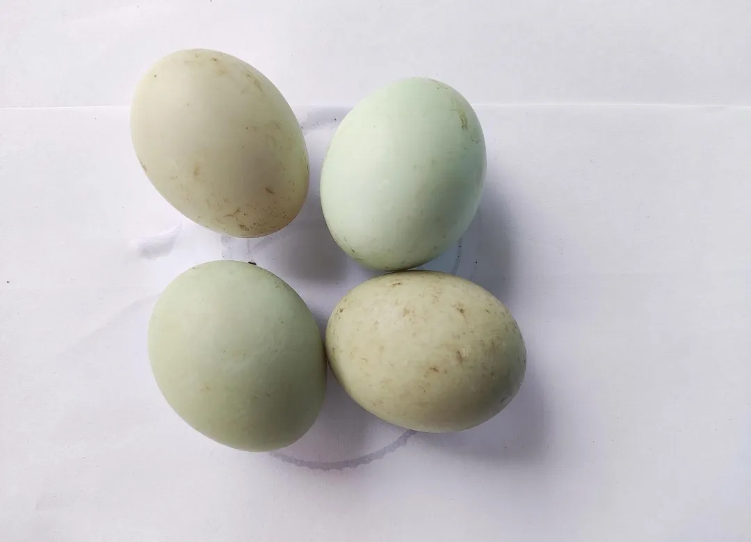 Duck Eggs 4pcs