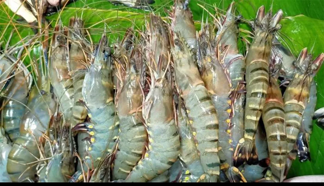 Shrimp 1kg